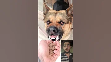 اي الي بيحصل Dog اكسبلور Foryou كلاب Pitbull ترند دويتو Pets Germanshepherd Dogloversp 