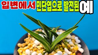 #바약사한국춘란# 서반물에서 서반 단엽으로 발전