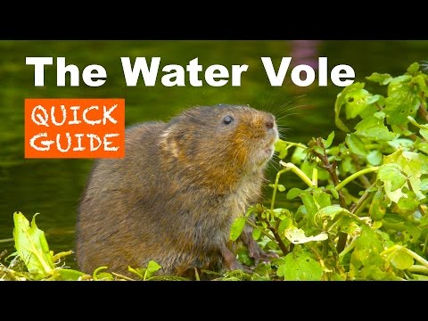 Video: Water Rat (19 Photos): How To Get Rid Of An Earthen Rat On The Site? Effective Ways To Control Water Vole In The Garden. Description Of Animals And Preventive Measures