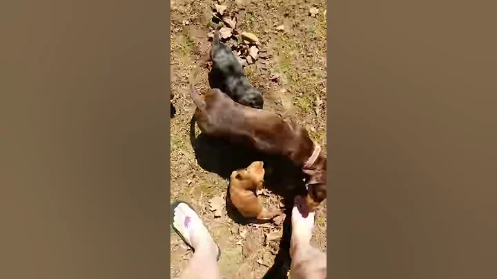 Daschounds first outing
