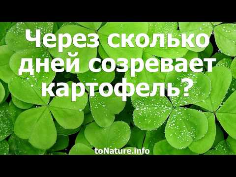 Через сколько дней после цветения созревает картофель?