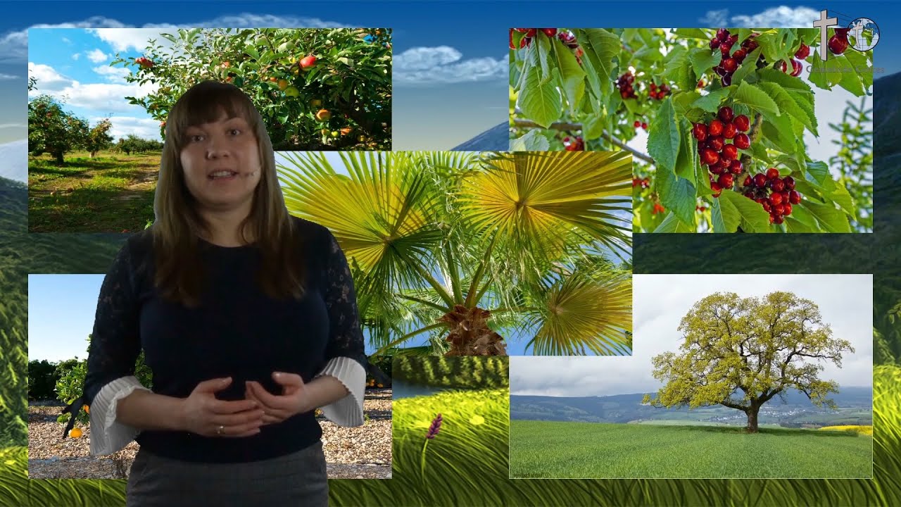 Sonntagschule - Schöpfung (