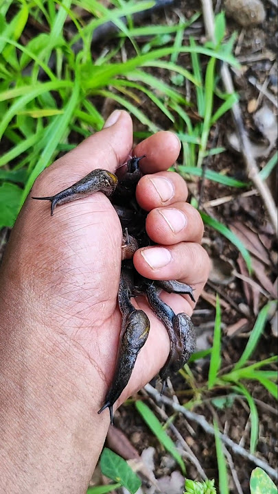 you've probably never seen this many of them before #snail #anyuniqueanimals