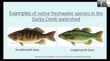 Darby Creek Watershed 101: The Fish of Darby Creek