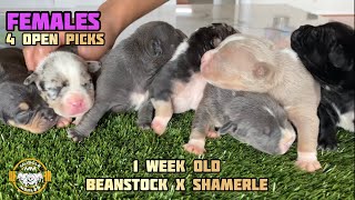 Muscletone’s BEANSTOCK Puppy Updates and K2 Cryptic Merle pups MUSCLE MERLES AMERICAN BULLIES EP. 36