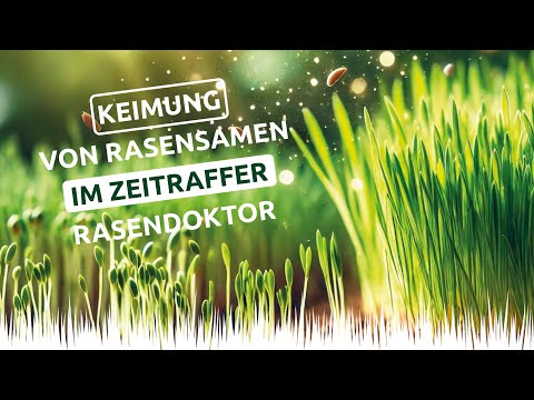 Video: Werden Grassamen im Oktober wachsen?