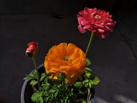 Video: Buttercup Garden (54 Bilder): Planting Og Omsorg For Flerårig Asiatisk Buttercup, Ranunculus Blomstersorter 