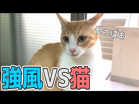 台風の強風にビビりながらも興味津々な猫たち!