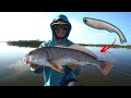 Sight casting redfish in florida backwater