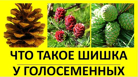 2. Что такое шишка у голосеменных?