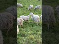 Eine Schafherde in Deutschland #sheep