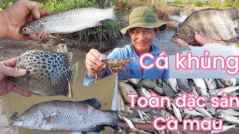 #T92,#Toàn cảnh thuốc cá ở Cà Mau.cá nhiều khủng quảng toàn cá ngon.