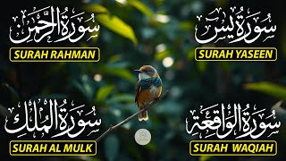 Magical Recitation Surah Yaseen (Yasin) | Surah Rahman | Surah Waqiah | Surah Mulk