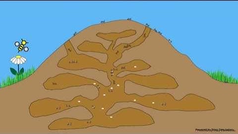 Ant colony simulation created using Yellowjacket Sting Simulation Editor