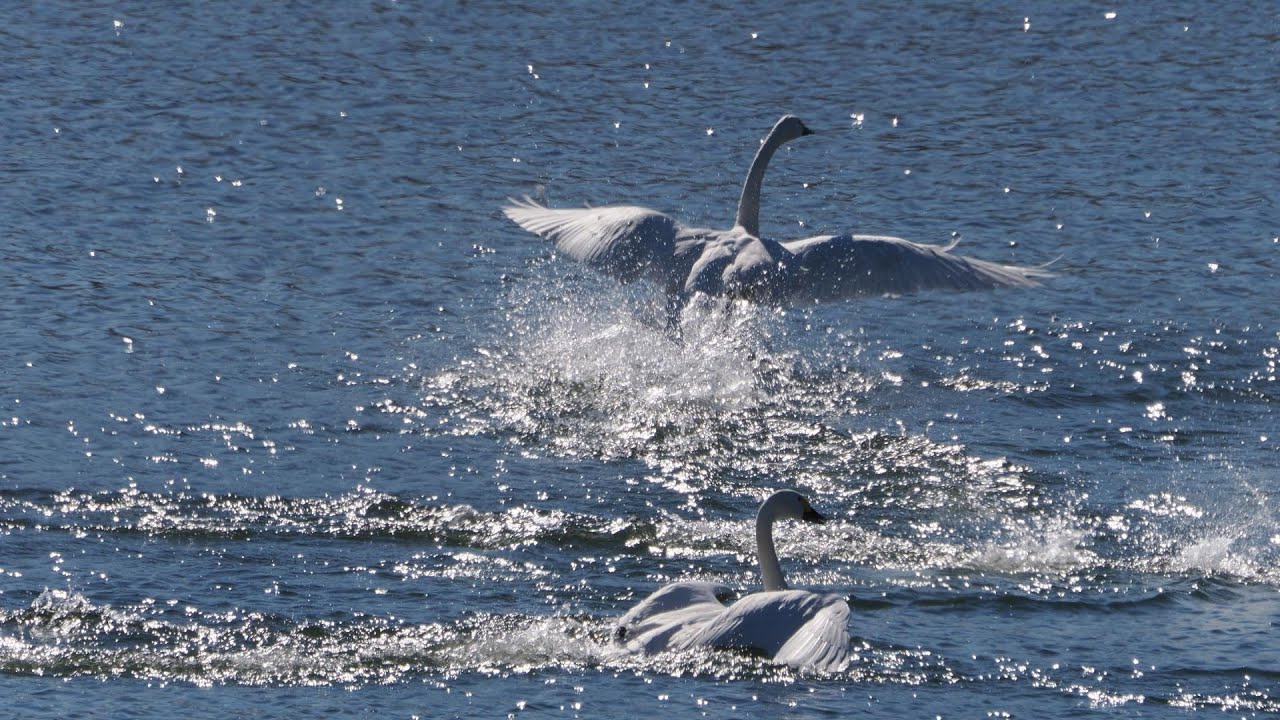 Google Earth オープニング【4K映像 】川本地区・荒川 コハクチョウ&水鳥 新春初撮り 2026 01 01 YouTube