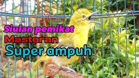Pancingan sirtu cipoh macet bunyi terbukti Memancing emosi lawan#cipohgacor @srfchannel3881