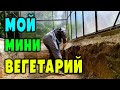 Мой мини вегетарий