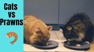 Siberian cats eating prawns. Will they like it? Cat vs prawns [ASMR] by Dream & Diamond Cats 426 views 4 years ago 3 minutes, 13 seconds