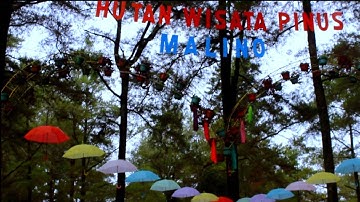 a holiday memory with my friend || Hutan pinus malino
