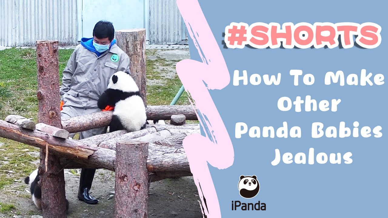 ⁣How To Make Other Panda Babies Jealous | iPanda #Shorts