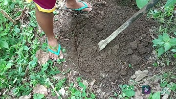 Laboratory Exercise # 1. Soil Profile