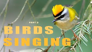 SINGING BIRDS. Part 3/4