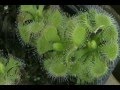 Plantas Carnívoras - Varias Especies