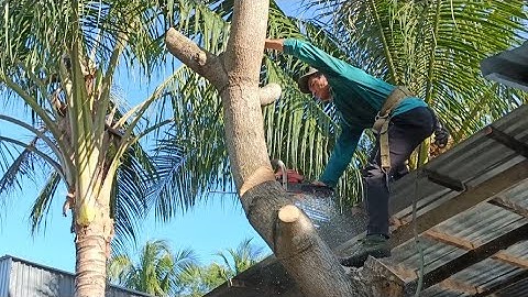 Cưa cây xoài gần nhà , Gần dây điện , Cưa cây kỹ thuật cao