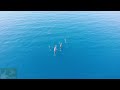 Dolphins B.Euboia Drone Footage Captures Them Make Love Greece Drone Footage