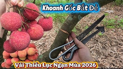 KHOANH GỐC VẢI THIỀU LỤC NGẠN MÙA 2026 I NÚI ĐỒI LỤC NGẠN