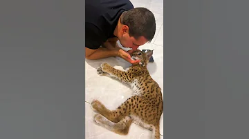 Самая нежная рысь в мире 😻