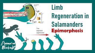 Limb regeneration in salamanders | Epimorphosis | Developmental biology