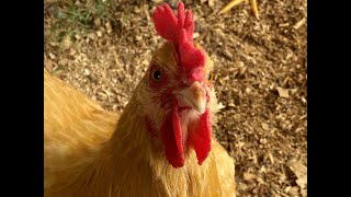 Sudden Chicken Death! by CENLA Backyard Chickens 182 views 3 months ago 1 minute
