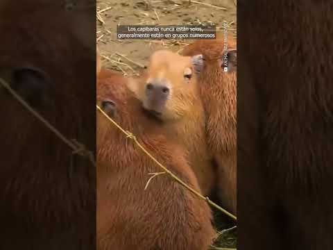 Vídeo: El capibara és el rosegador més gran. Descripció, foto