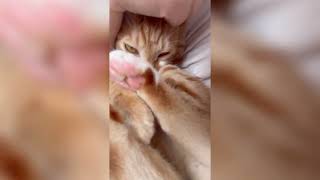 皮皮豹呼嚕 #asmr #animals #sound #豹矢りいす #cat #貓咪 #貓 #sleepingmusic #relaxing