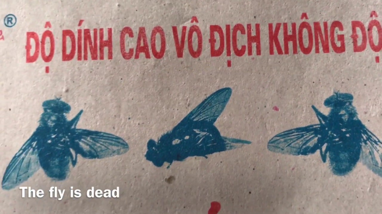 effective way to kill flies in vietnam - YouTube