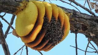 среднерусская пчела.хорошая или плохая порода пчел?