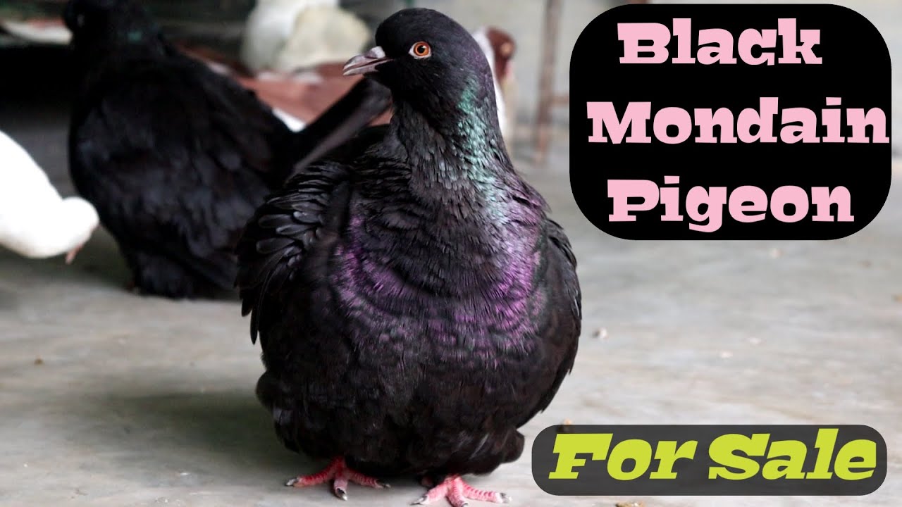 Top Exotic Fancy Pigeons Collection Black Mondain Pigeons YouTube
