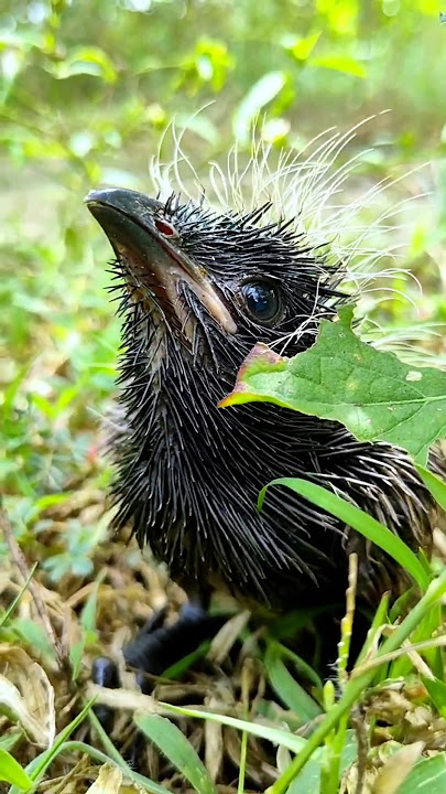 Bayi Burung Koel Lucu Ditemukan di Tanah, Mengeluarkan Suara Mengerikan! 😱🐦 | Rekaman Satwa Liar Langka #shorts