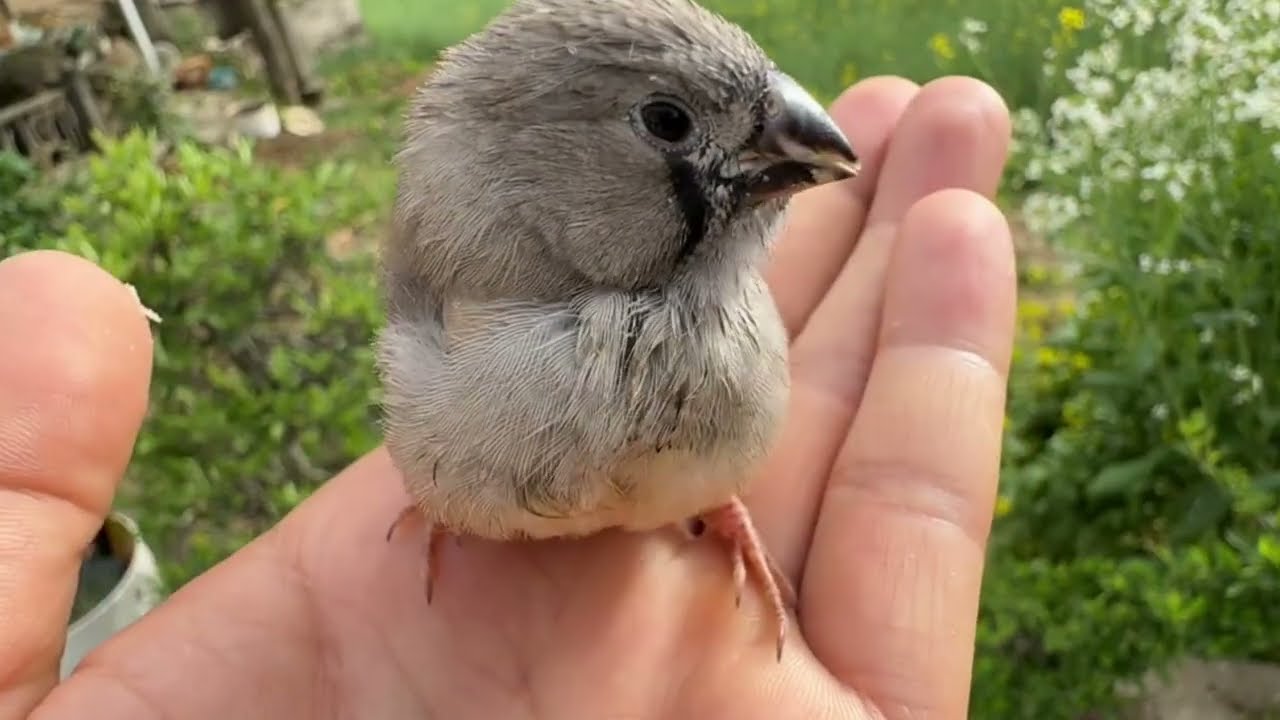 Feeding tiny birds by hand and watching them grow stronger each day