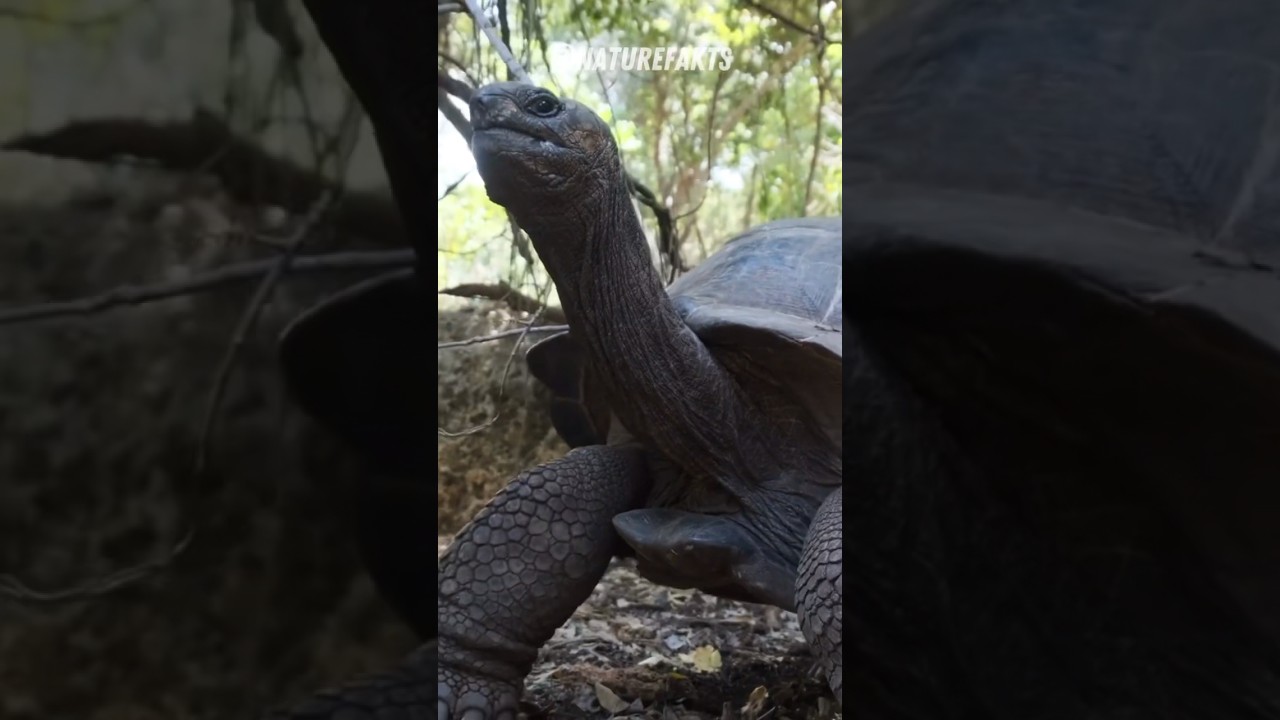 Lost Legends | The Pinta Island Tortoise's Journey and Tragic Extinction #extinction #wildanimals