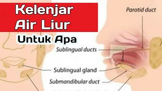 Fungsi Kelenjar Air Liur