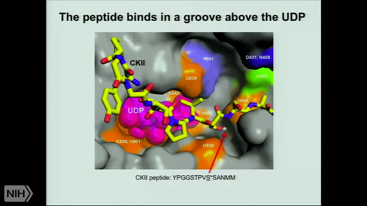 The split personality of human O-GlcNAc transferase