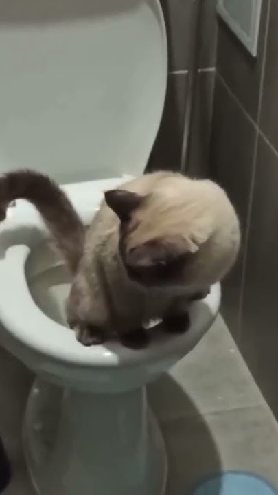 Кот в туалете))) #приколы #cat #котик#shorts #shortvideo - YouTube