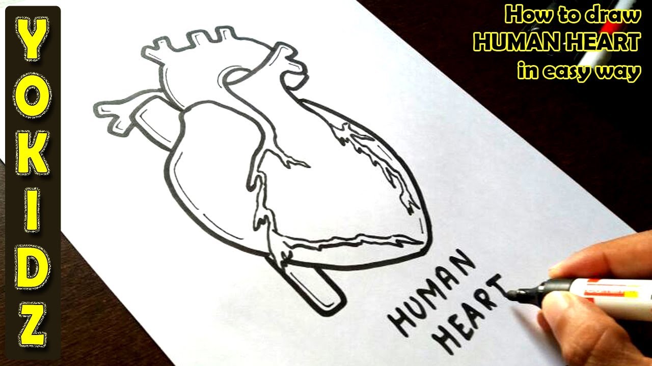 Featured image of post Drawing Of Human Heart With Colour Check out our human heart drawing selection for the very best in unique or custom handmade pieces from our art collectibles shops