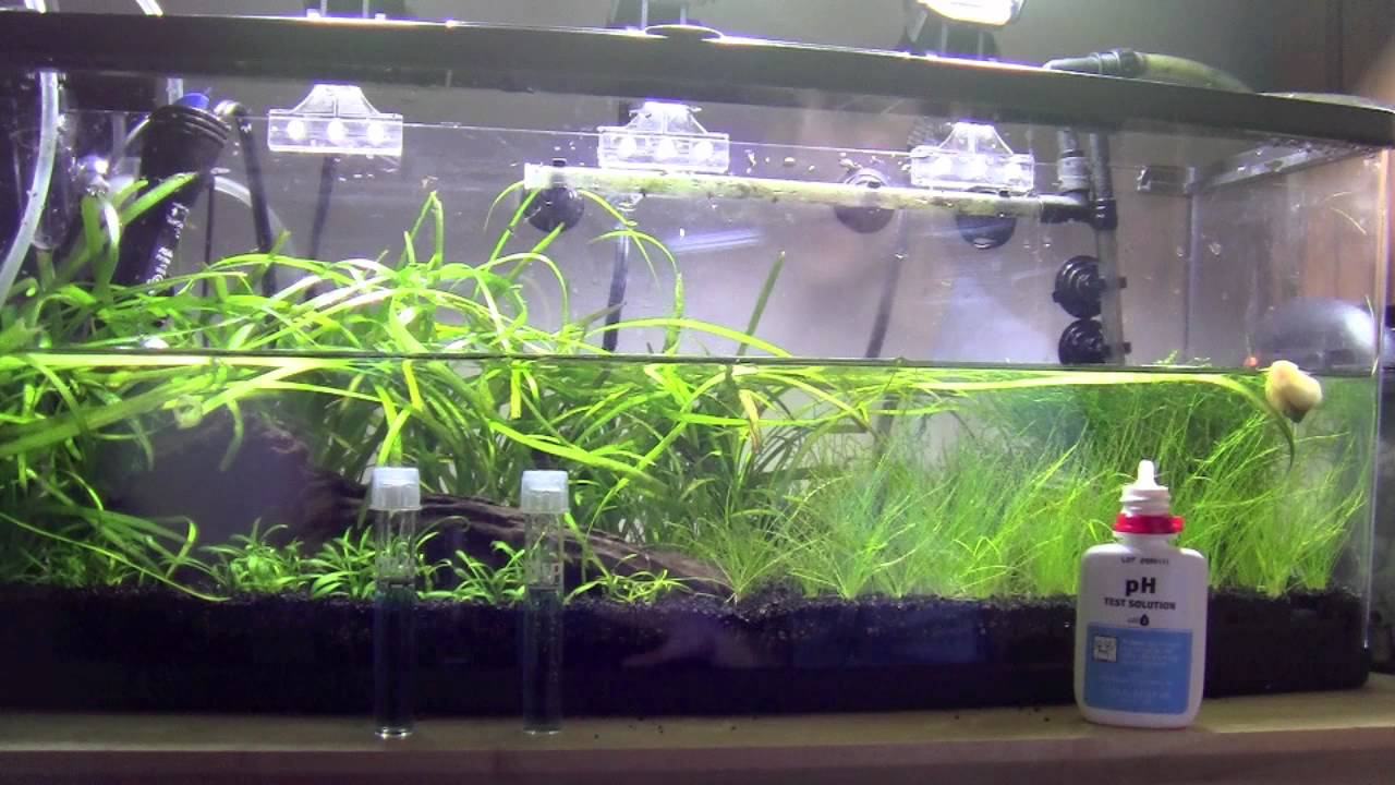 How To Betta Water Change YouTube