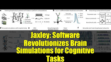 Jaxley: Software Revolutionizes Brain Simulations for Cognitive Tasks