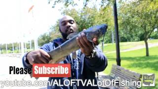 How To Identify A Male Channel Catfish