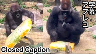 Special ice treat! Kintaro lifts it up and slams it to the ground 🅷🅾🆃【KyotoZoo, Gorilla