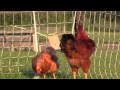 Roosters doing their thing (The worst lovers in the animal kingdom)